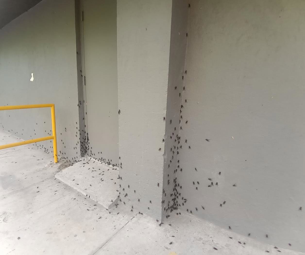 Invade plaga de grillos cinema Invade plaga de grillos cinema