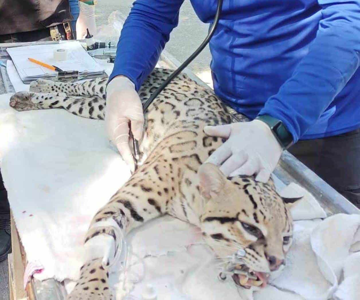 Estudia la UAT a los ocelotes