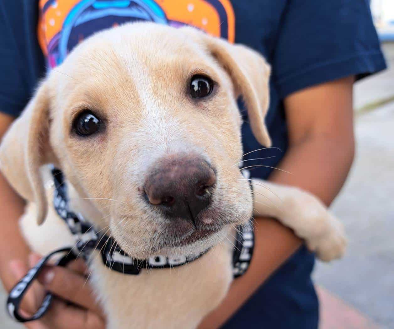 Alertan de parvovirus en cachorros