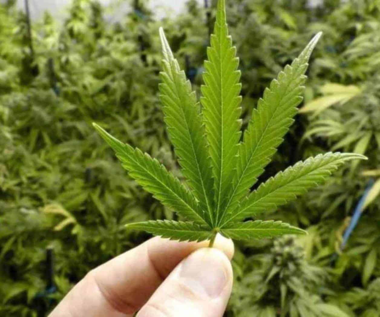 Dispensarios de Marihuana en Ohio: Novedades y Regulaciones Dispensarios de Marihuana en Ohio: Novedades y Regulaciones