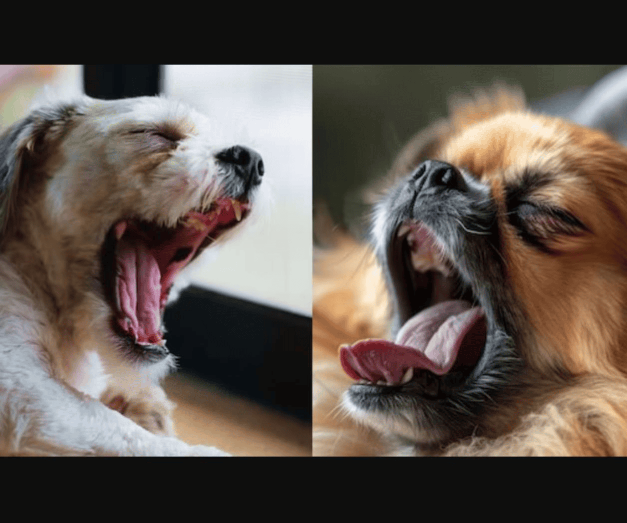 Todo sobre los bostezos de los perros