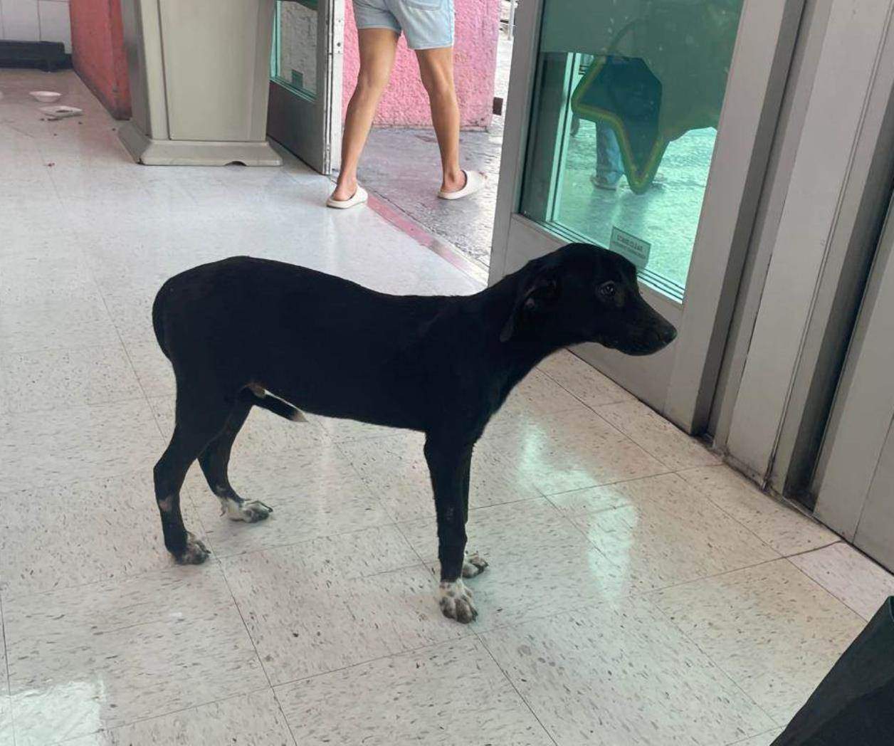 Buscan perros callejeros refugio por ola de calor Buscan perros callejeros refugio por ola de calor