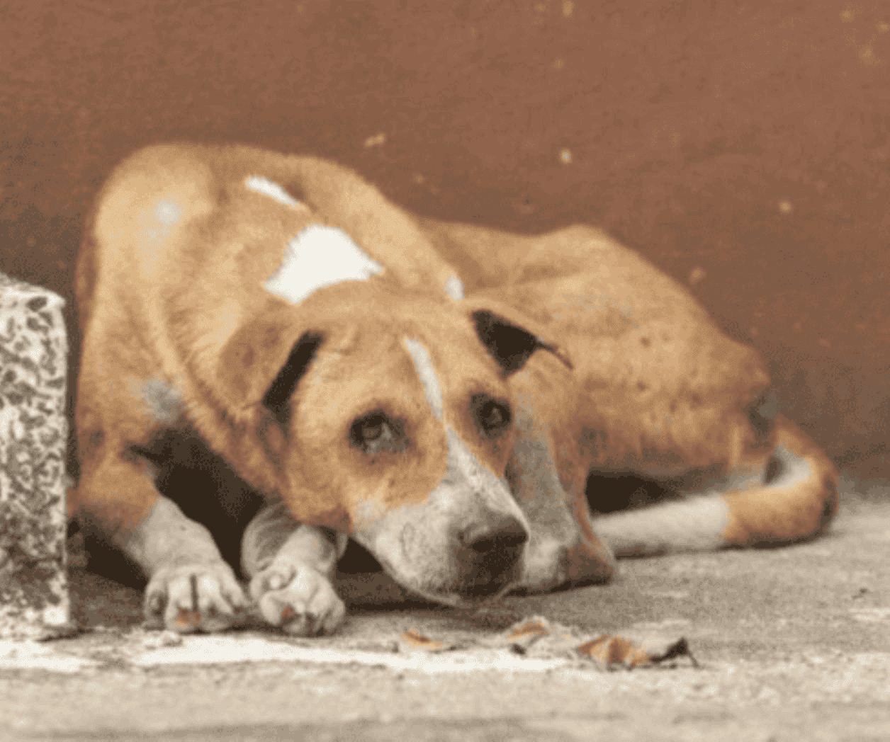 Hallan 10 perros muertos en una casa de Mississippi Hallan 10 perros muertos en una casa de Mississippi