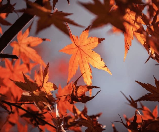 ¿Cuándo Ocurre el Equinoccio de Otoño? Descubre Su Impacto en Nuestro Planeta