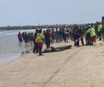 Cocodrilo causa terror en la playa Miramar