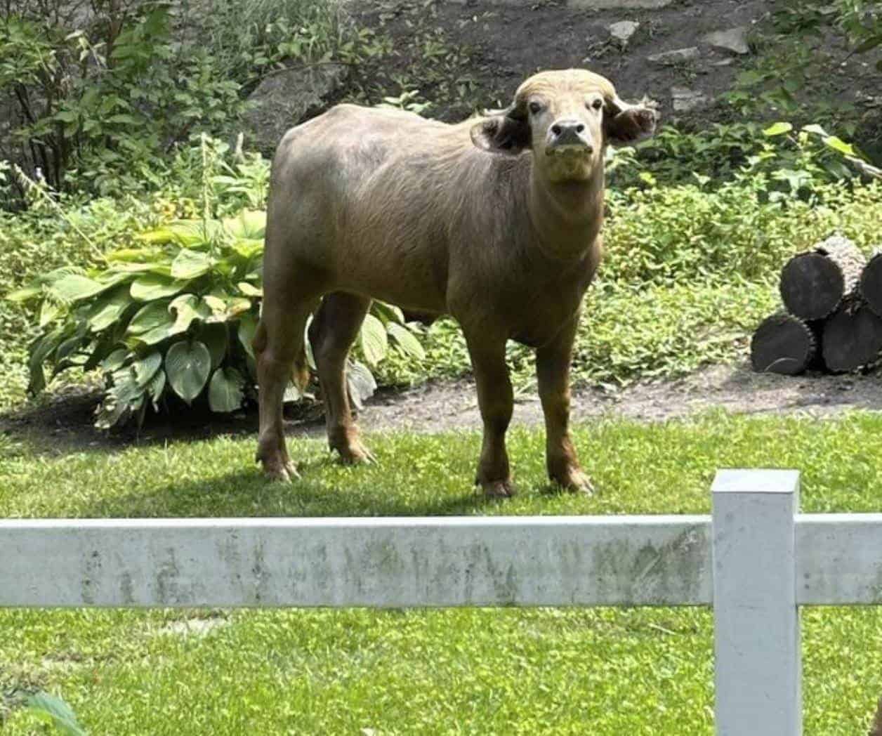 Policía en Acción: Búfalo Agresivo en Iowa