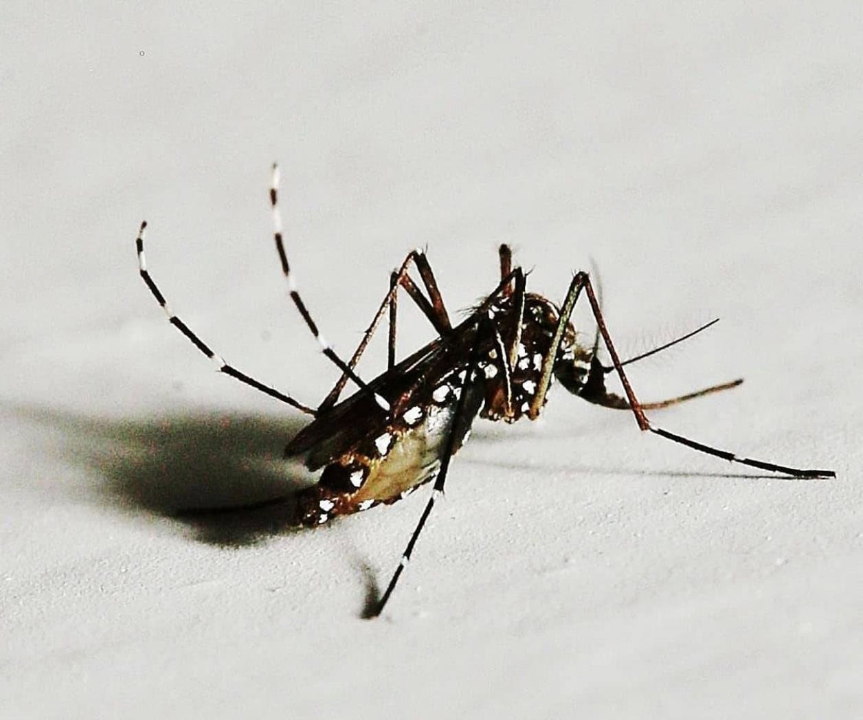 Planta de Eucalipto: Repelente Natural contra Mosquitos