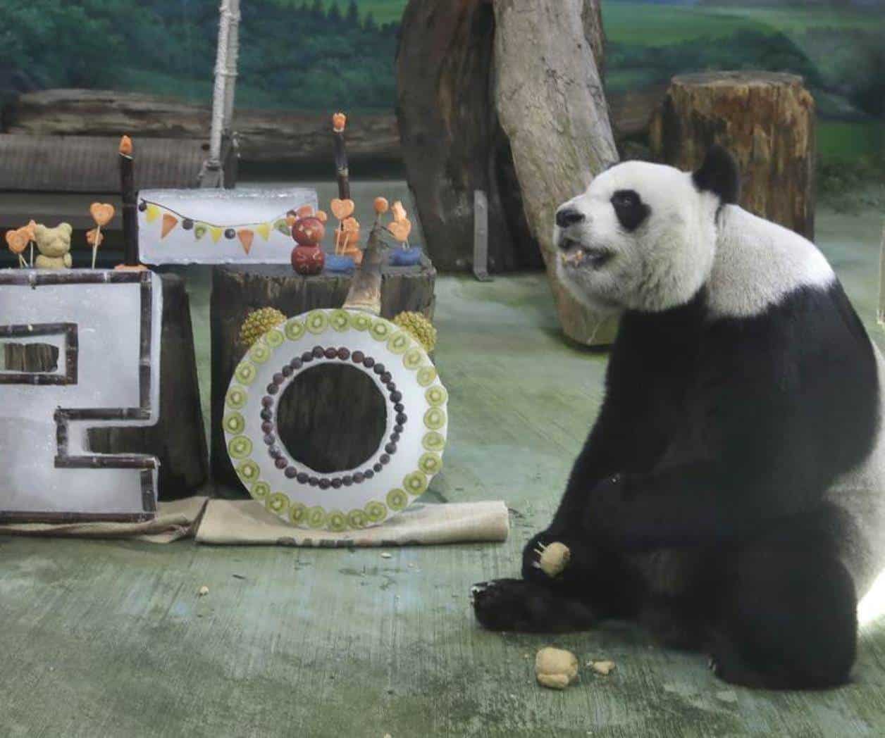 Festejo del cumpleaños de un panda en Taiwán