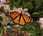 Piden respetar a la mariposa monarca