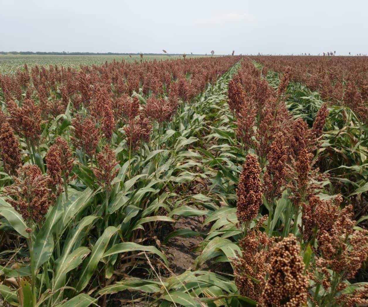 Definen mecánica de apoyo a productores de sorgo en la zona Norte