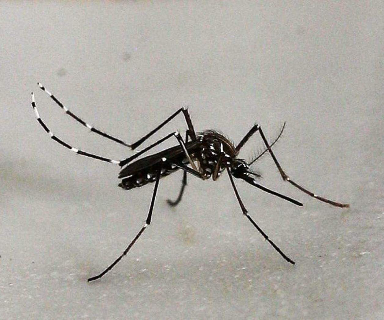 Aumento exponencial de casos de dengue en Nuevo León