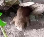 Descubren a nutria en un domicilio junto a la Laguna del Champayán