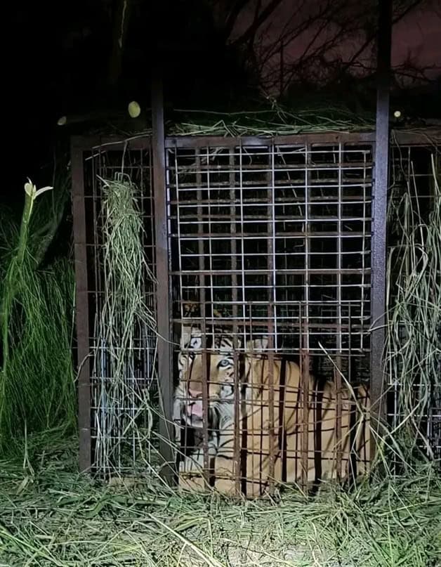 Capturan a tigre que escapó de QuintaLa Fauna  en Reynosa