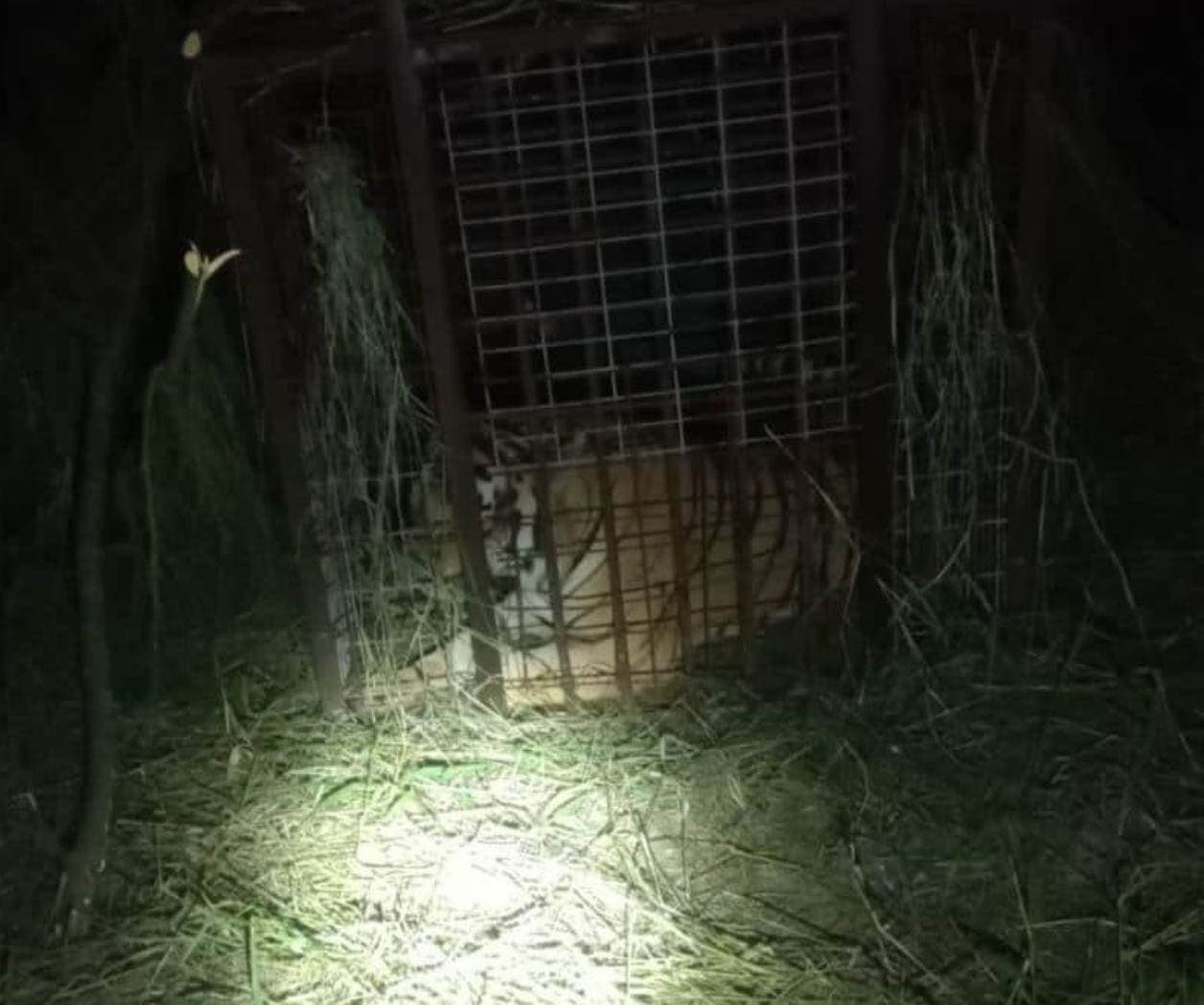 Capturan a tigre que escapó de QuintaLa Fauna  en Reynosa