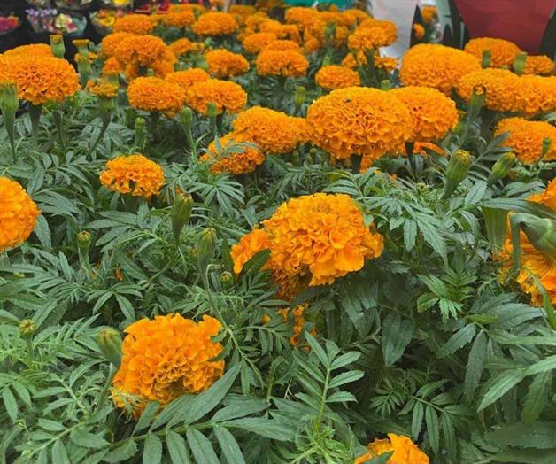 Por Día de Muertos, CBP restringe ingreso de flor cempasúchil y frutas Por Día de Muertos, CBP restringe ingreso de flor cempasúchil y frutas