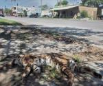 Rescata PC el cuerpo del animal: Atropellan a un lince