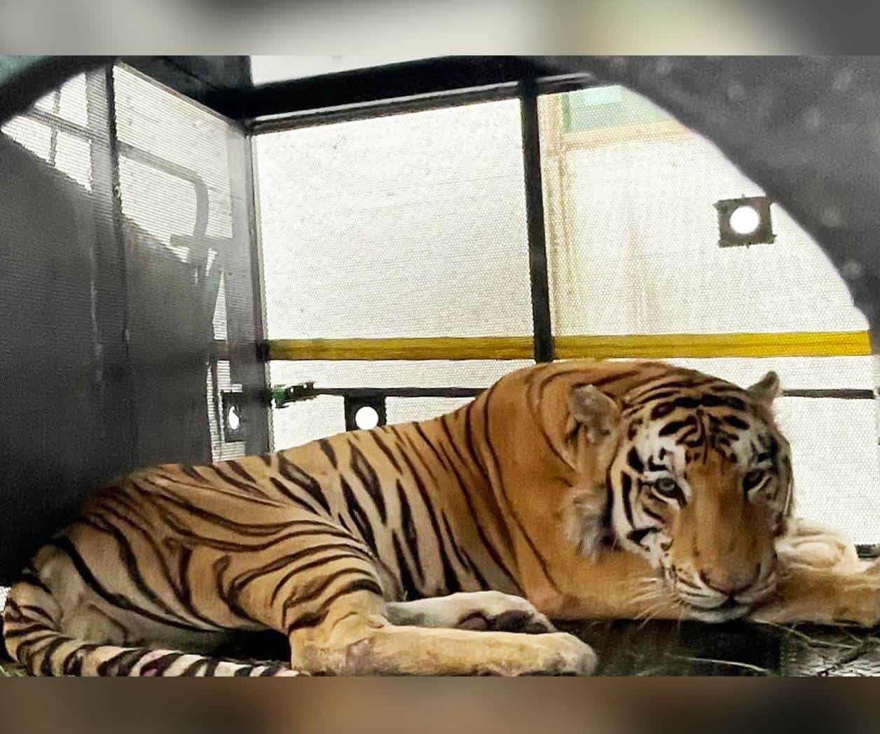 Capturan al tigre &acute;Tony&acute; de Reynosa