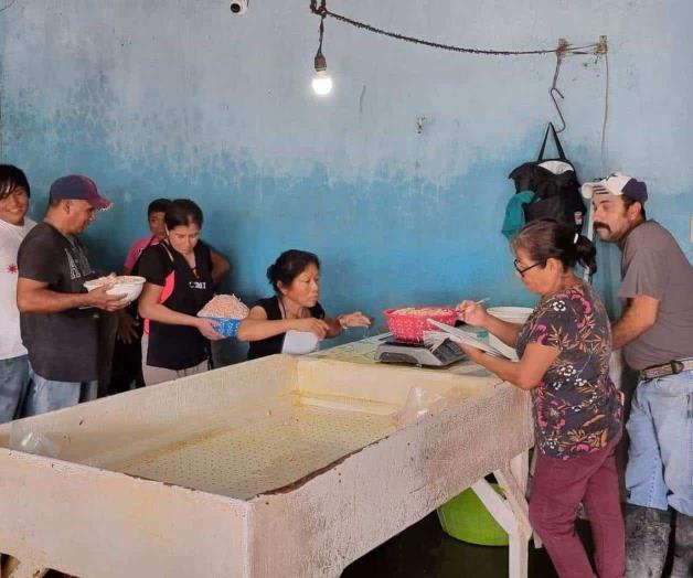 Precio de camarón ronda los 300 pesos por baja producción Precio de camarón ronda los 300 pesos por baja producción
