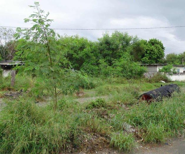 Incrementan mosquitos por lluvias