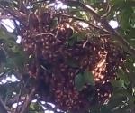 Aumentan reportes de abejas africanas