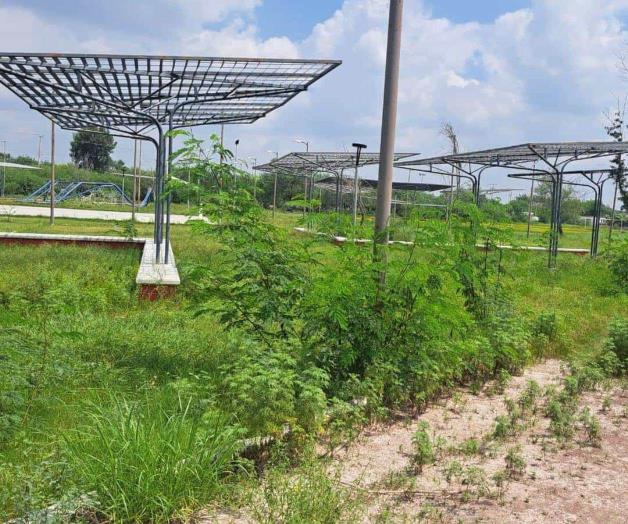 Invadido de maleza: Abandonan área verde en Colonia Módulo 2000 Rancho Grande