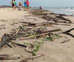 Por escurrimiento de agua: Lirio llega a la playa Miramar