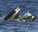 En aguas de Washington: Desconcertada foca termina en la boca de una ballena jorobada