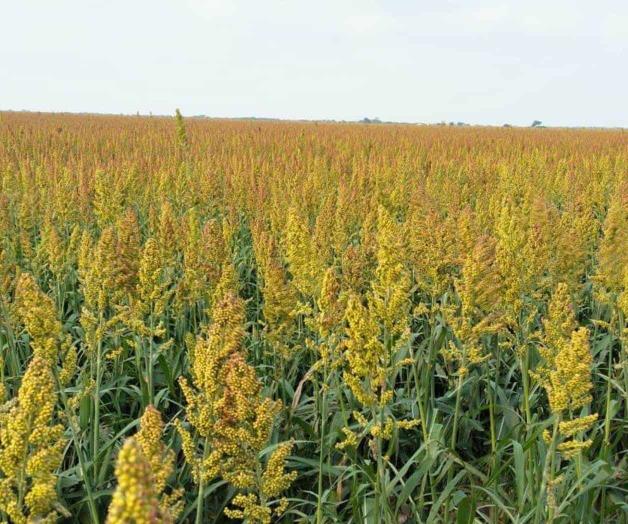 Buscan sorgueros vender el sorgo en Sudamérica