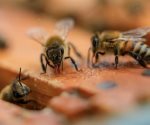 En estado crítico, dos atacados por las abejas