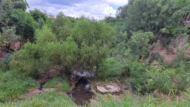 Ignoran maleza en los canales de Reynosa