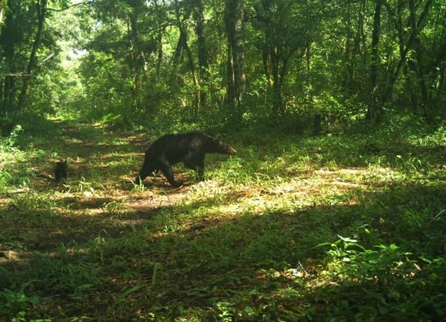 Primeras imágenes de osos negros en la Biósfera de El Cielo