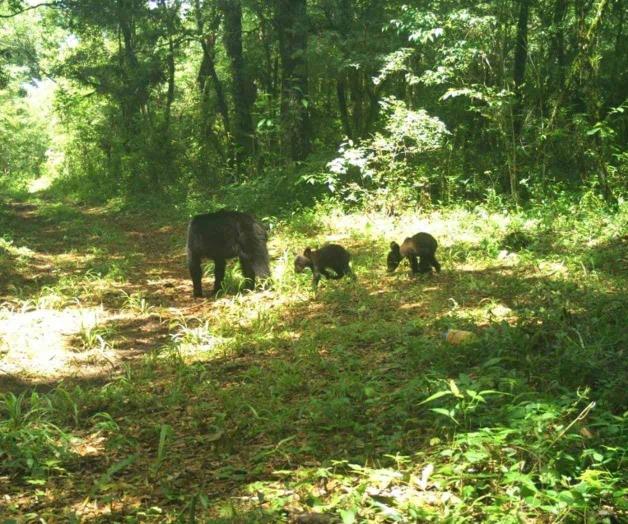 Primeras imágenes de osos negros en la Biósfera de El Cielo