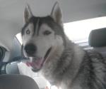 Reclamo es de una perra raza husky: Salva a un perro, lo demandan por robo