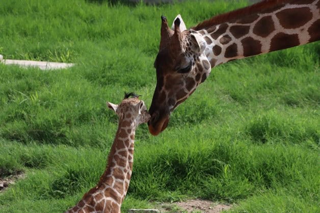 Ponle nombre al jirafito del zoológico Tamatán y gana un premio