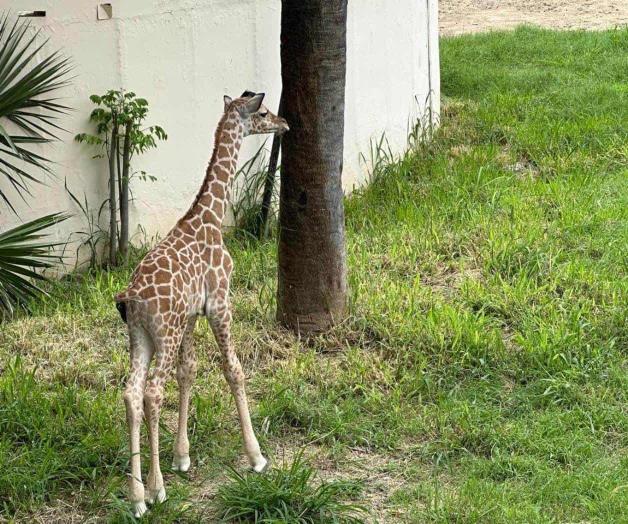 Ponle nombre al jirafito del zoológico Tamatán y gana un premio