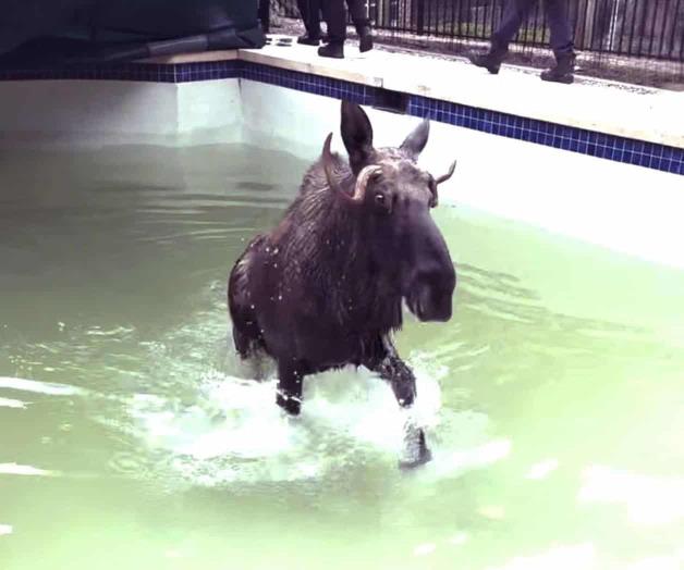 En Nueva Hampshire: Rescatan a alce de una piscina