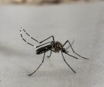 ¡Ataca duro el dengue en Tamaulipas!