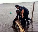 Perrito es rescatado por elementos de la Secretaría de Seguridad Pública