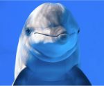 El lado oculto de los delfines al descubierto