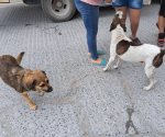 Intensifica Centro Antirrábico de Reynosa vacunación a mascotas