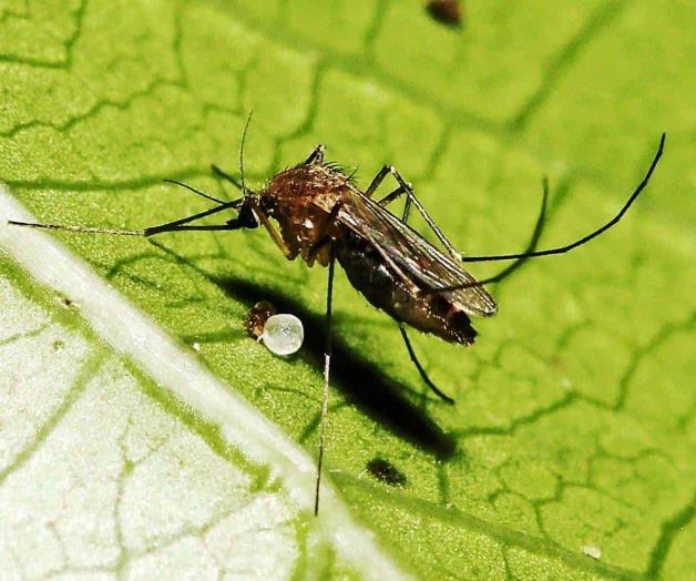 Frenar al dengue es responsabilidad social, dice académica Frenar al dengue es responsabilidad social, dice académica