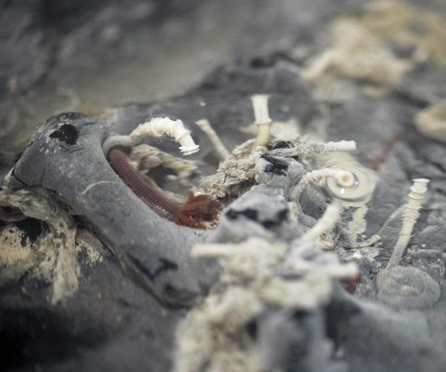 Gusanos tubulares, caracoles: Hay extra&ntilde;as criaturas bajo el lecho marino