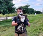 Rescate de águila herida en Altamira por bomberos voluntarios