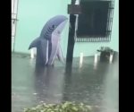 Captan un tiburón nadando en calles inundadas de Veracruz