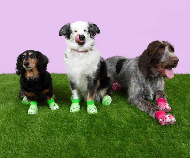 Lanza nueva línea para mascotas Lanza nueva línea para mascotas