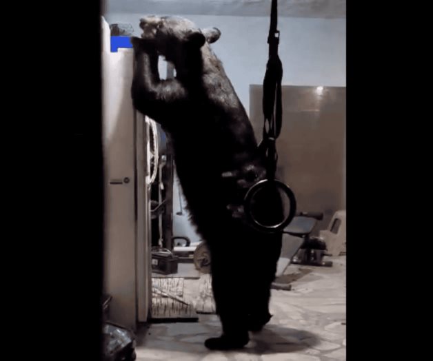 Oso intenta abrir refrigerador en Monterrey Oso intenta abrir refrigerador en Monterrey