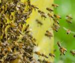 Indagan ataque de abejas en McAllen, Texas