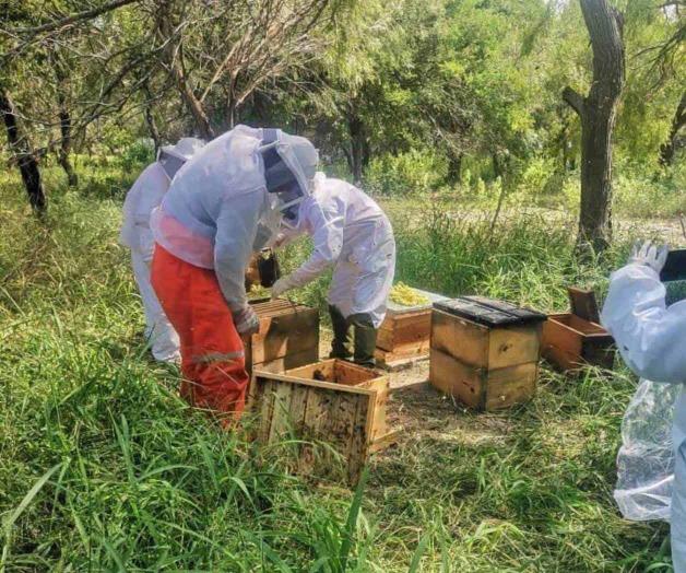 Reubican colmenas de abejas