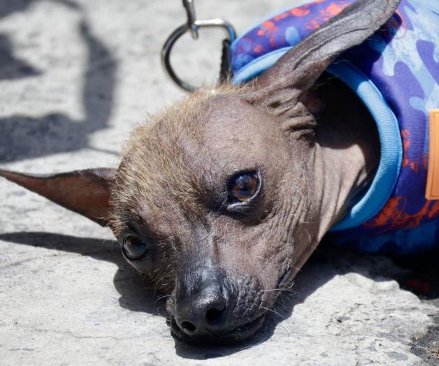Consejos prácticos para entender y apoyar a perros con miedo Consejos prácticos para entender y apoyar a perros con miedo