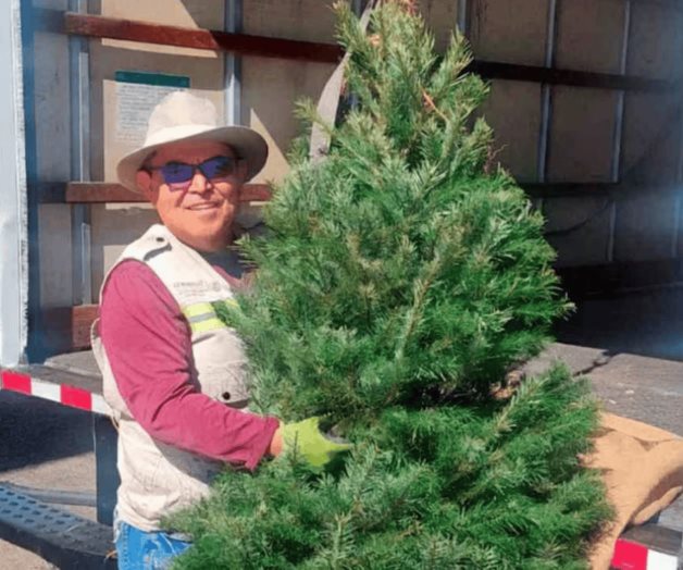 Protección ambiental: revisión de árboles de navidad en México Protección ambiental: revisión de árboles de navidad en México